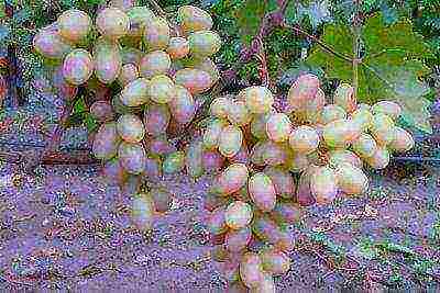 the best varieties of Kraynova grapes