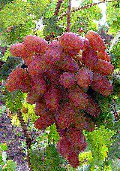 the best varieties of Kraynova grapes