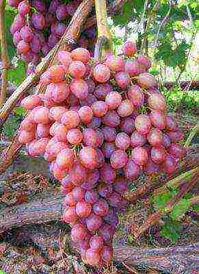 the best varieties of Kraynova grapes