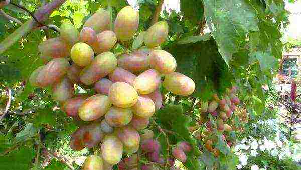 the best varieties of Kraynova grapes