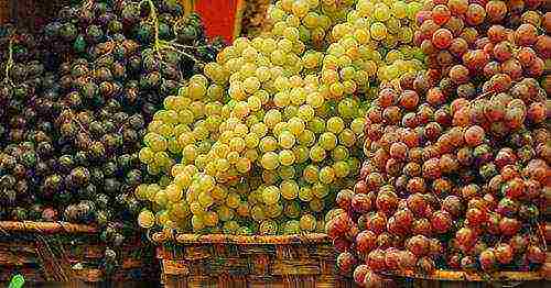 the best grape varieties of Kuban