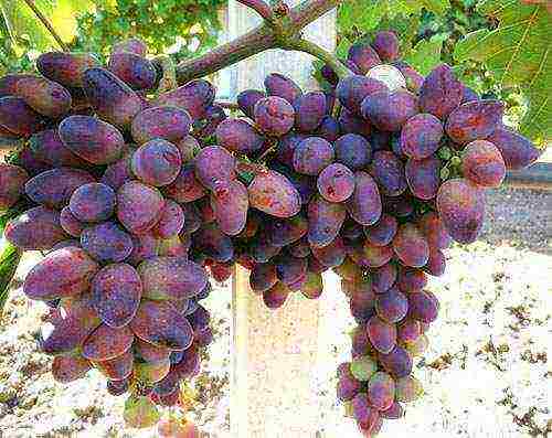 the best grape varieties of Kuban