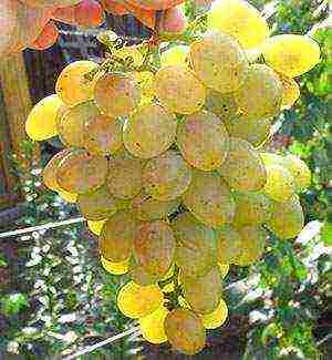 the best grape varieties of Kuban