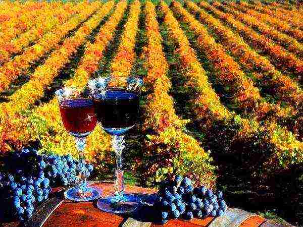 the best grapes of Kuban