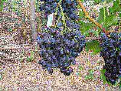 the best grapes of Kuban