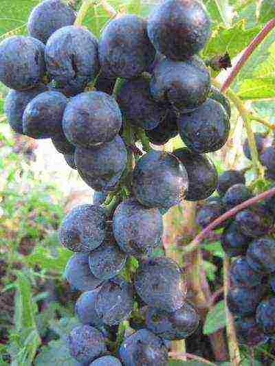 the best grapes of Kuban