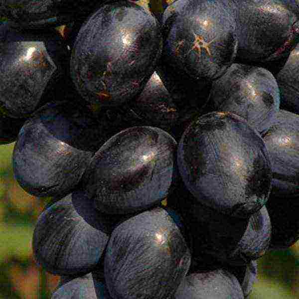 the best grapes of Kuban