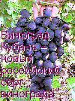 the best grape varieties of Kuban