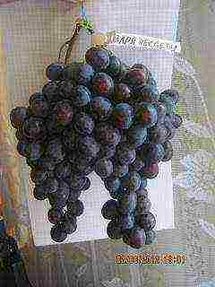 the best varieties of Pavlovsky grapes