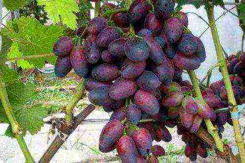 the best varieties of Pavlovsky grapes