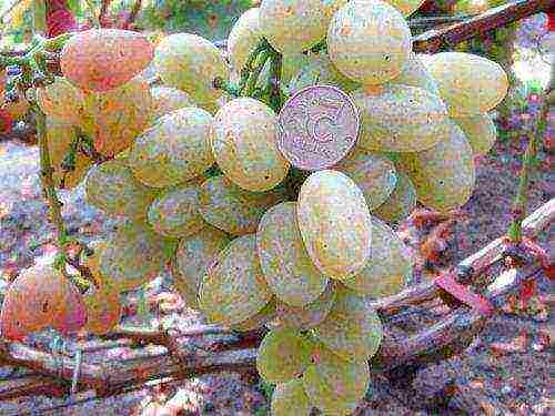 the best varieties of Pavlovsky grapes