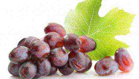 the best varieties of Pavlovsky grapes