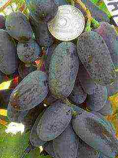 the best varieties of Pavlovsky grapes