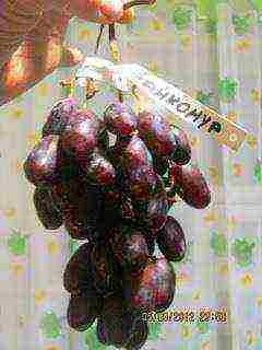 the best varieties of Pavlovsky grapes