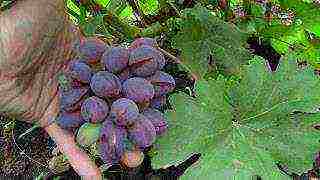 the best varieties of Pavlovsky grapes