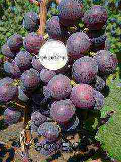 the best varieties of Pavlovsky grapes