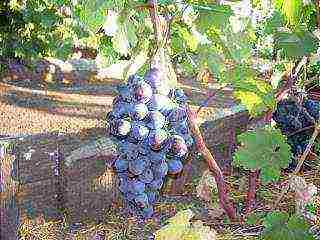 the best varieties of Pavlovsky grapes