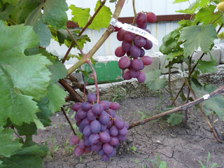 the best varieties of Pavlovsky grapes