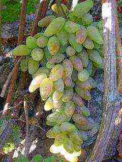 the best varieties of Pavlovsky grapes