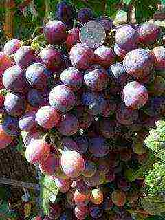 the best varieties of Pavlovsky grapes