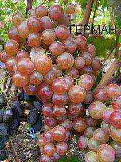 the best varieties of Pavlovsky grapes