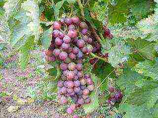 the best varieties of Pavlovsky grapes