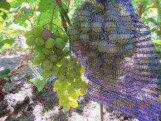 the best varieties of Pavlovsky grapes