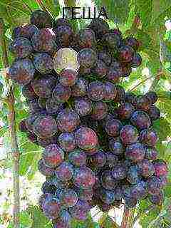 the best varieties of Pavlovsky grapes