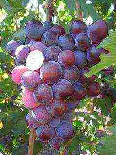 the best varieties of Pavlovsky grapes