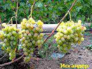 the best varieties of Pavlovsky grapes