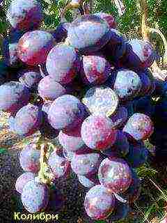 the best varieties of Pavlovsky grapes