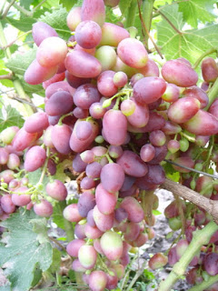 the best varieties of Pavlovsky grapes