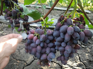 the best varieties of Pavlovsky grapes