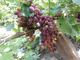 the best varieties of Pavlovsky grapes