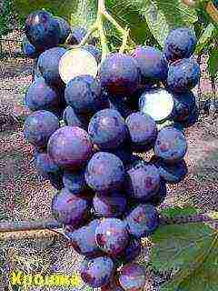 the best varieties of Pavlovsky grapes