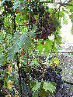 the best varieties of Pavlovsky grapes