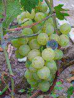 the best varieties of Pavlovsky grapes