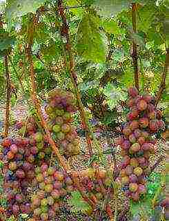 the best varieties of Pavlovsky grapes