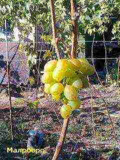 the best varieties of Pavlovsky grapes