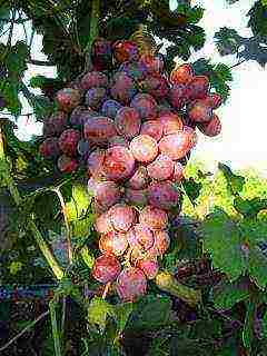 the best varieties of Pavlovsky grapes