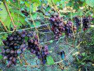 the best varieties of Pavlovsky grapes