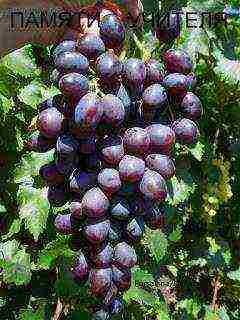 the best varieties of Pavlovsky grapes