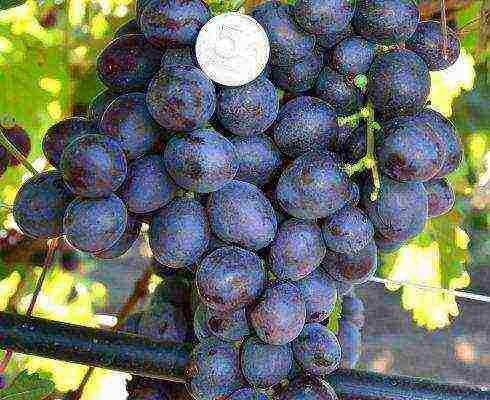 the best varieties of Pavlovsky grapes