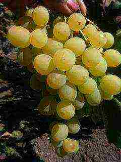 the best varieties of Pavlovsky grapes