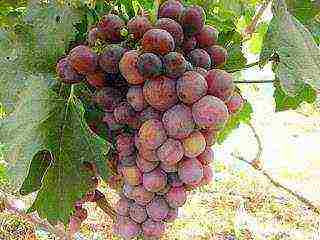 the best varieties of Pavlovsky grapes