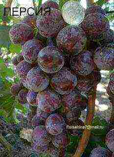 the best varieties of Pavlovsky grapes