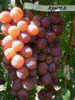 the best varieties of Pavlovsky grapes