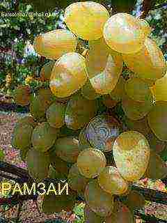 the best varieties of Pavlovsky grapes