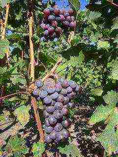 the best varieties of Pavlovsky grapes