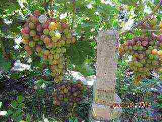 the best varieties of Pavlovsky grapes